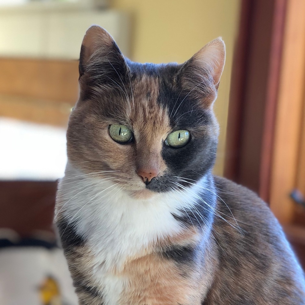 Meet your Posher, Natasha